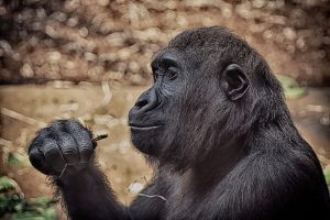 Gorilla, Omaha, Zoo, O'Daniel Honda